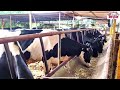 दूध वाढीसाठी व आरोग्यासाठी जनावरांच्या आहारातील कॅल्शियम चे महत्व