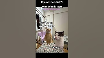 CatMemes😸When You Sneak a Kitten Into the House Mom Reacts!🙀#shorts #catmemes