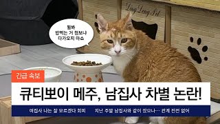 남집사 차별 논란에 휩싸인 고양이 메주