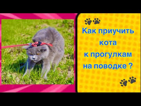 Как приучить кота к прогулкам на поводке #кошка #кот