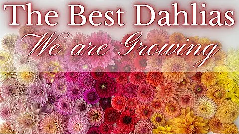 NEW Favorite DAHLIA Varieties! | PepperHarrow Flower Farm