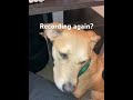 Dog Rejects 2AM Recording And Leaves #shorts #funny #viral #dog