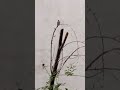 43اوازسحرگاهی بلبلان