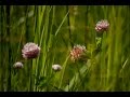 Ж.Бичевская - Сжигаю мосты