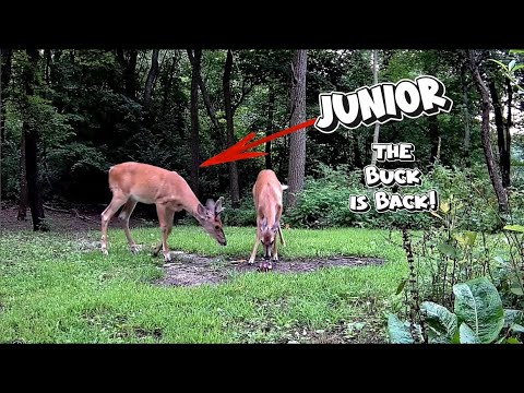 Junior the Buck has returned!