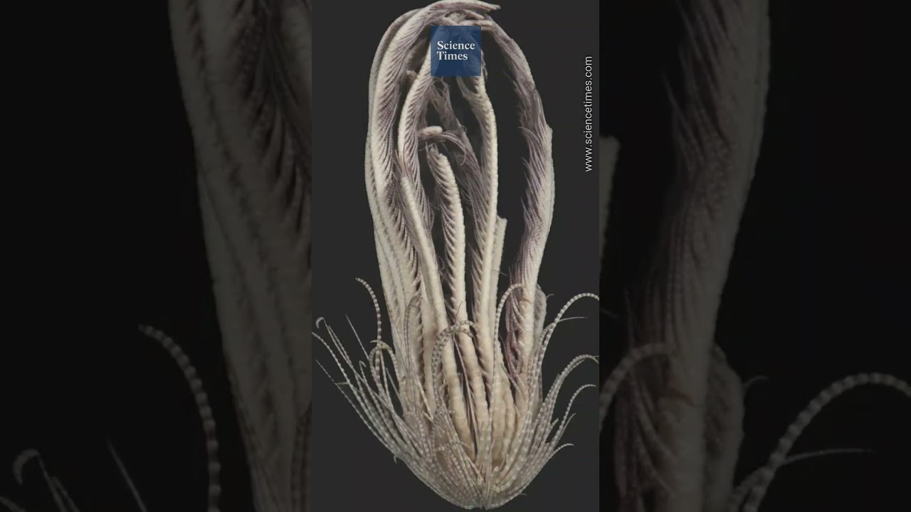 Alien-Like Sea Creature With Multiple Bumpy, Feathery Arms Discovered; New Specie’s Body Resembles S