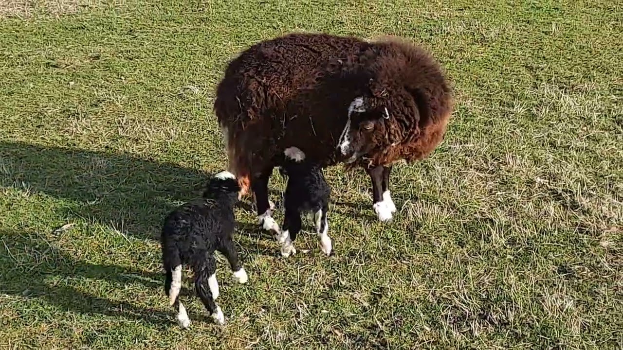 New born twin lambs. Balwen Welsh Mountain sheep