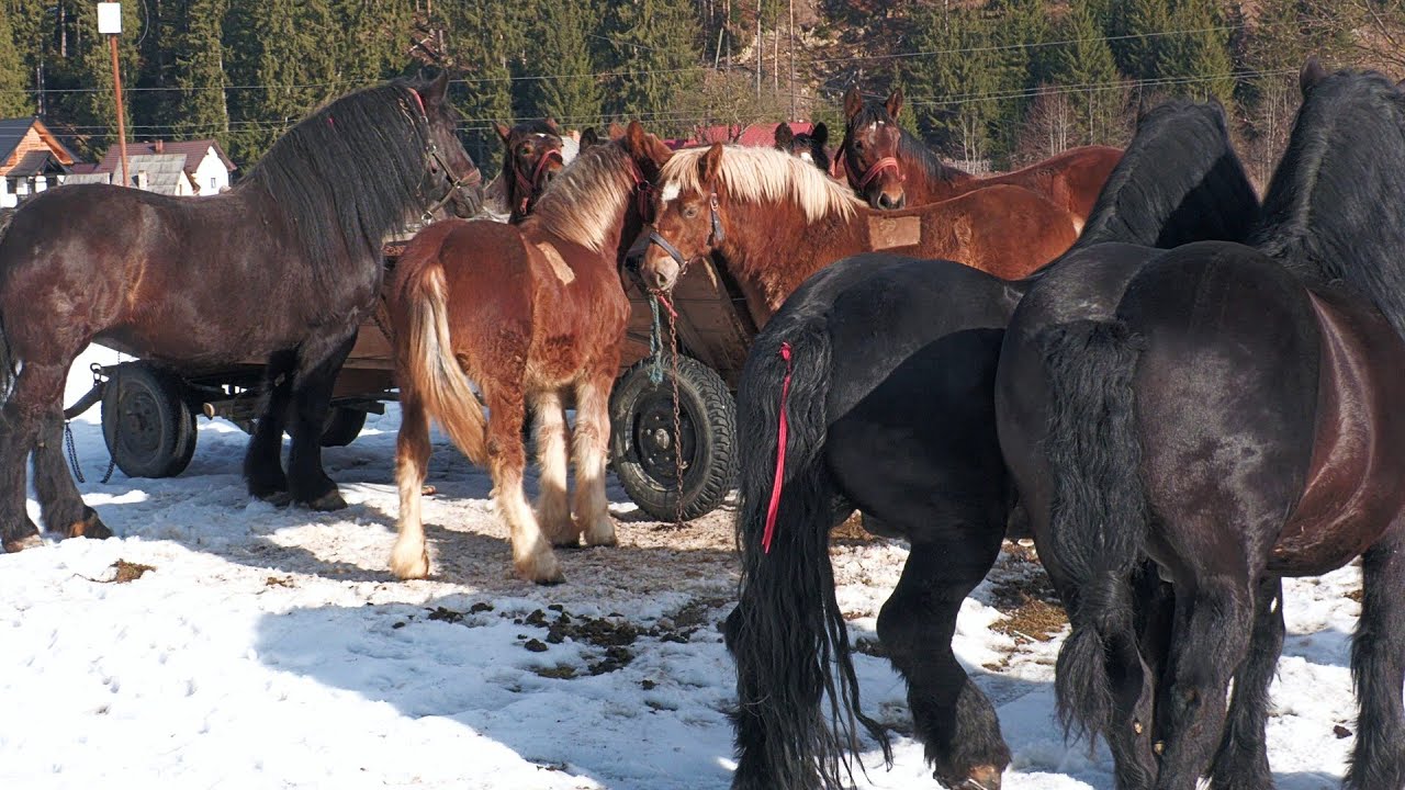 Noile achiziții linia Fitero acasă la Oblesniuc Mihai de la Moldovița - Bucovina 2025