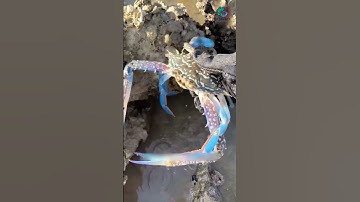 Ghẹ khổng lồ anh em ơi | Review bắt hải sản #shorts #sanbathaisan