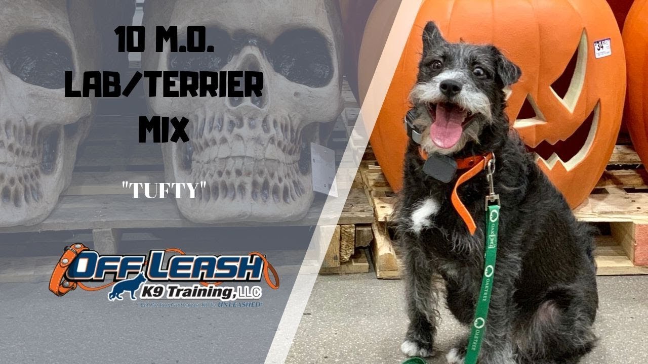 Lab Terrier Mix Dog Training Youtube