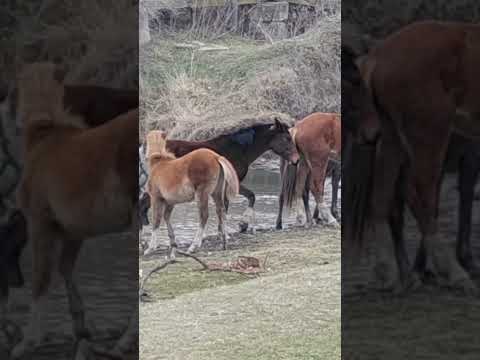 Крепыш и Комета. - YouTube