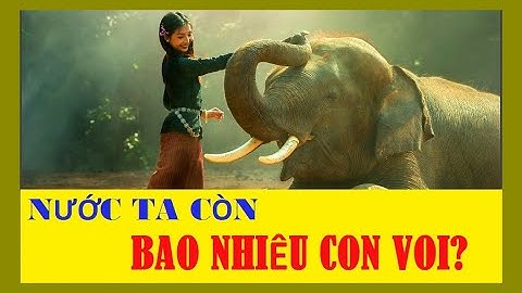 Việt nam còn bao nhiêu con voi