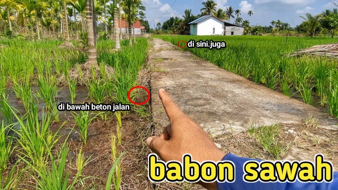 ENAK BANGET !! MANCING BELUT SAWAH BABON CUKUP DI PINGGIR JALAN BETON SUDAH DAPAT GA PAKE SUSAH