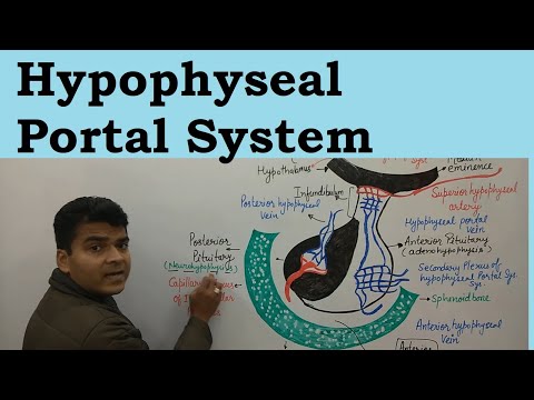 Hypophyseal Portal System in Hindi | Hypothalamic Hypophyseal Portal System | Endocrine Glands | MCQ