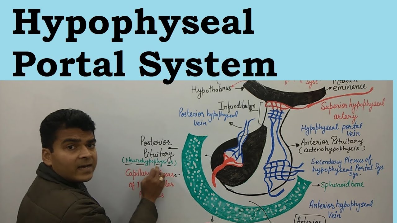 Hypophyseal Portal System in Hindi | Hypothalamic Hypophyseal Portal System | Endocrine Glands | MCQ