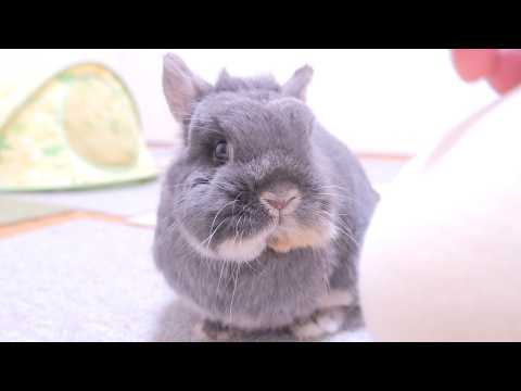 An update on how Mimi is doing now 【No.2002】 - YouTube