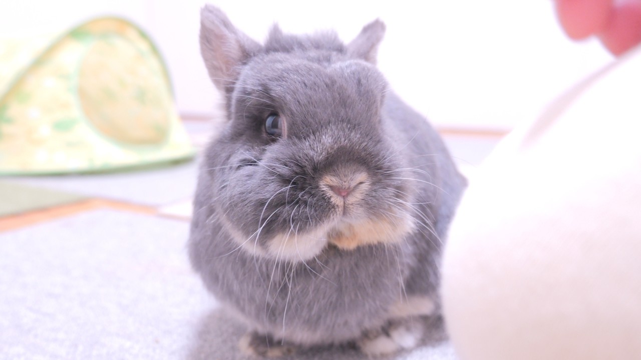 An update on how Mimi is doing now 【No.2002】 - YouTube