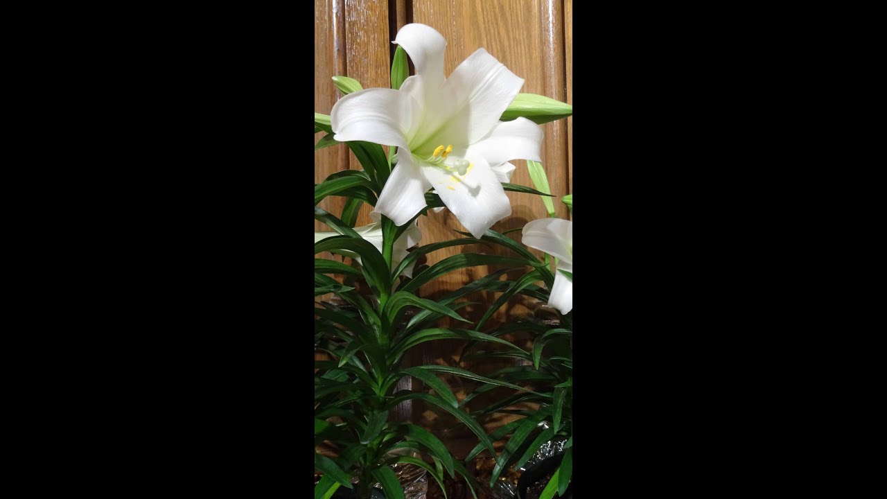 2nd Sunday of Easter Golden Hill UMC Worship 4 24 YouTube