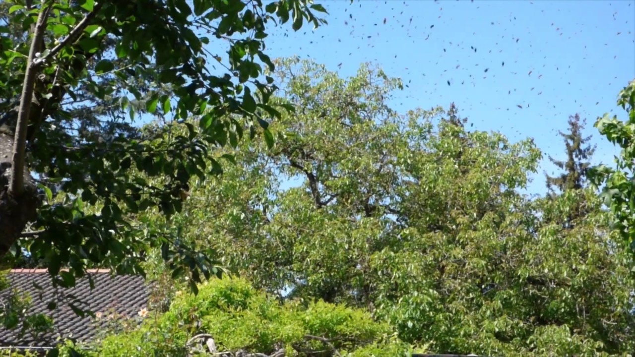 Bienenschwarm in der Luft - YouTube