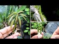 Green Thumb! 8 Awesome Grafting Tree Before and After