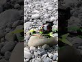 Fpv drone takeoff over river emme switzerland shorts