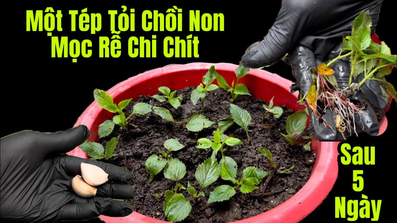 Một Tép Tỏi Chồi Non Mọc Rễ Chi Chít / Sau 5 Ngày Cách Làm Kích Rể Tại Nhà Đơn Giản 