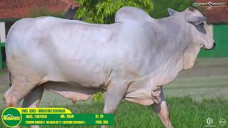Fazenda Serenata - 46 Nelorãodo Ms - Lote 38