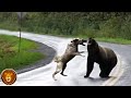 Les Kangals, Chiens Turcs Incroyablement Puissants 🐕