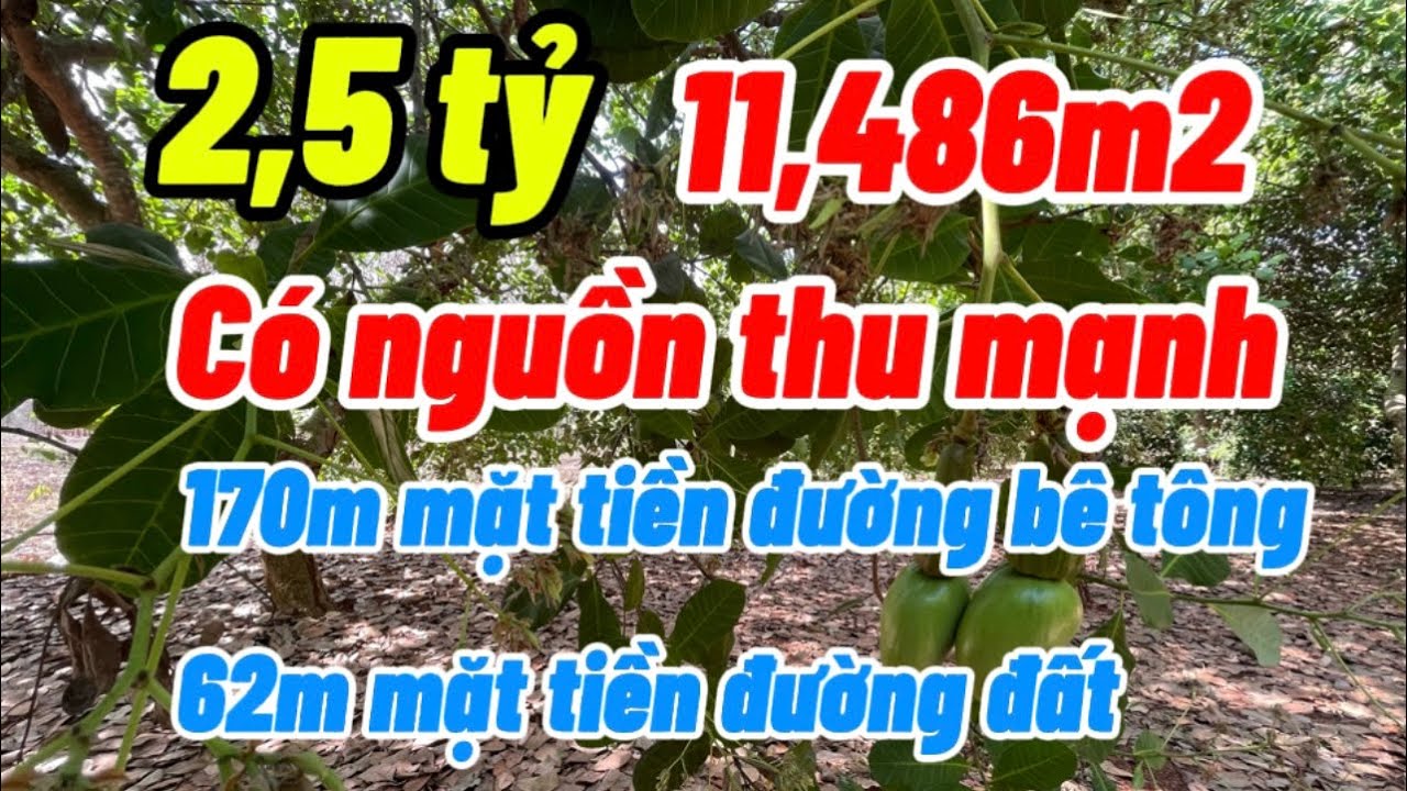 Chủ cần bán 11,486m2  vườn điều đang cho thu mạnh, 170m mặt đường bê tông , đất đỏ ba dang 