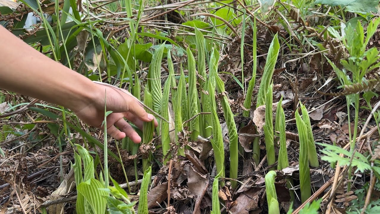 山菜採り　ウルイとナンテンハギ摘み　天ぷらやお浸しで美味しく食べる