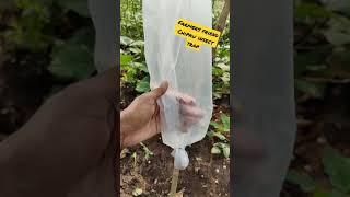 #shorts #Organic #helicoverpa #insect trap