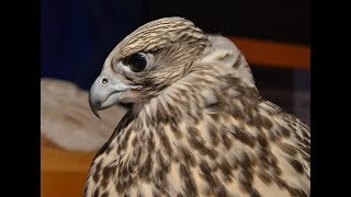 Falconry: Intro to Gyr falcons