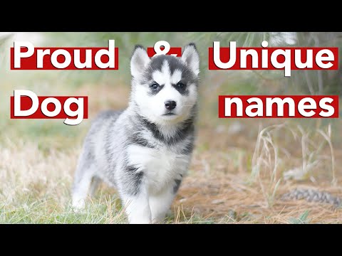 maledognames - YouTube