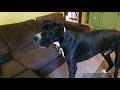 great dane scared of jumper