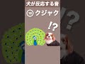 【犬が反応する音】その(18) 犬が喜ぶ音／犬が首をかしげる音／犬が寄ってくる音 #shorts