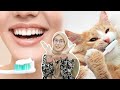 Nak Letak Ubat Gigi Banyak Mana?