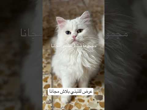 قطط للتبني مجانا الحجز في مركز تبني القطط على الانستا او واتساب