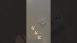 Jimin did most emotional swim challenge😭