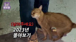 차가운 겨울 밤 갑자기 나타난 유기된 