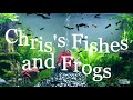 Introduction to African Dwarf Frogs (Episode 1)