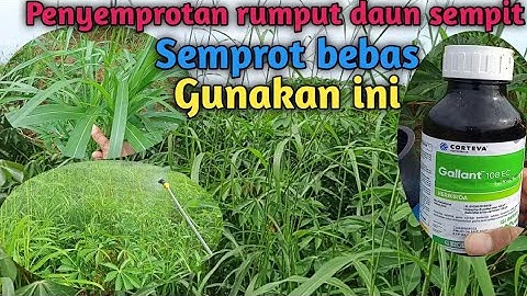 Cara penyemprotan rumput daun sempit pada tanaman singkong