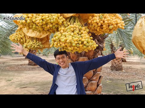 วิธีปลูกอินทผลัม สร้างรายได้หลักล้าน | เอิร์ธสดชื่น