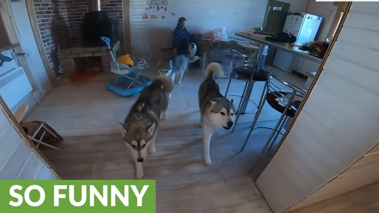 Man wakes up to ear-piercing morning husky concert - YouTube