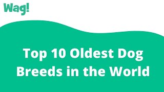 Top 10 Oldest Dog Breeds in the World | Wag!