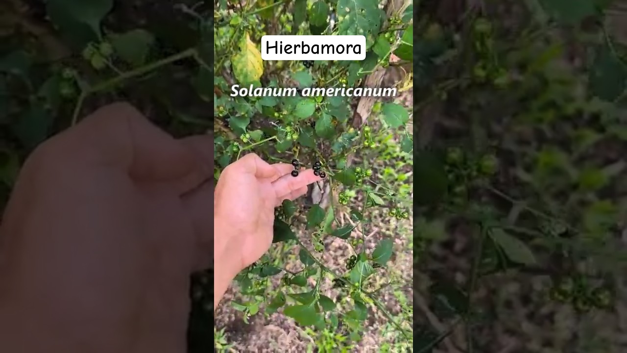 👉 Hierbamora (𝑆𝑜𝑙𝑎𝑛𝑢𝑚 𝑎𝑚𝑒𝑟𝑖𝑐𝑎𝑛𝑢𝑚) 🌿 Planta silvestre y secretos medicinales #Shorts #plantas #plants