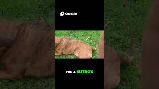 AIN'T NO WAY! Dog's Hilarious Grass Rolls &amp; Belly Rubs  Can You Resist the Cuteness