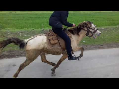 Video: Bir Atı Necə Yəhərləmək Olar