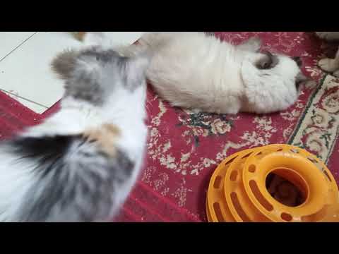 عيوب ومميزات تربية القط او القطة و ايهما افضل