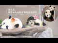 【桜浜🌸桃浜🍑】あたちが何したの？飼育員さんに叱られる姉🌸桜浜/パンダ鳴き声🍑桃浜/🤼‍♀️パンダプロレス🐼/双子パンダ #ぽめぱん #PandaChannelbypomeranianfilm