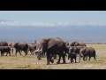 Kenya Airways and Born Free Foundation for Wildlife